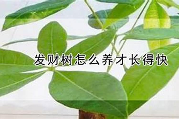 发财树怎么养护用什么肥生根 发财树如何养护用什么肥生根