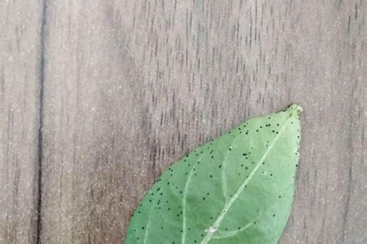 青椒用什么肥料最好