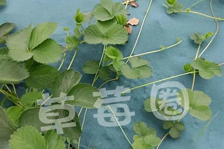 甘蔗叶面尿素喷雾施肥管用吗？