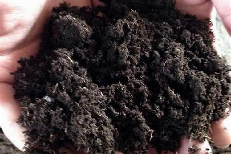 玉米施锌肥的最佳时间 使用方法及注意事项
