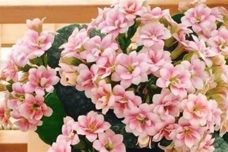 家里养花适合用的含氮的肥料有哪些啊