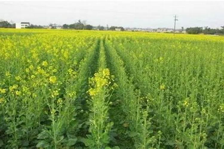 油菜施肥时间及方法,油菜施肥技术