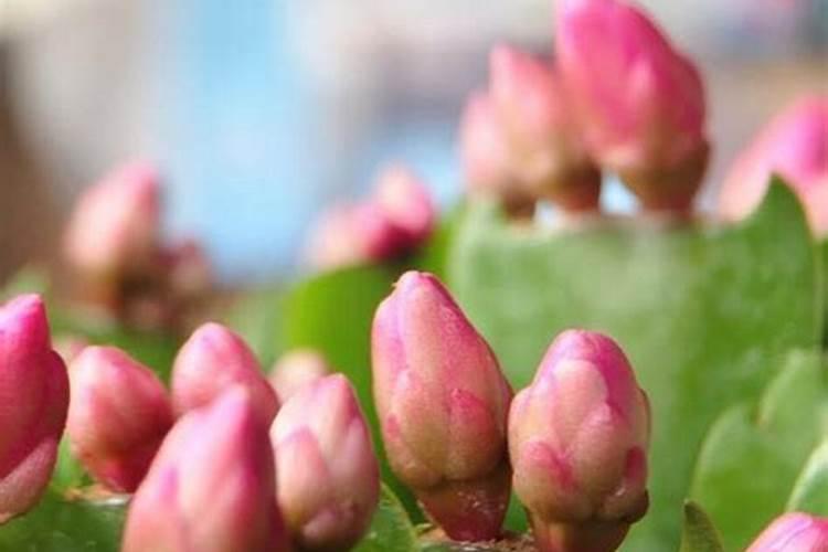 蟹爪兰开花应该用什么肥料 磷钾肥能促进花芽分化