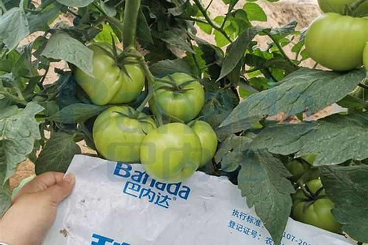 茄子用哪种叶面肥长势旺？膨果期上什么肥料产量高？