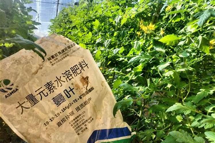 柿子用什么肥料果实更甜 如何施肥才能增甜