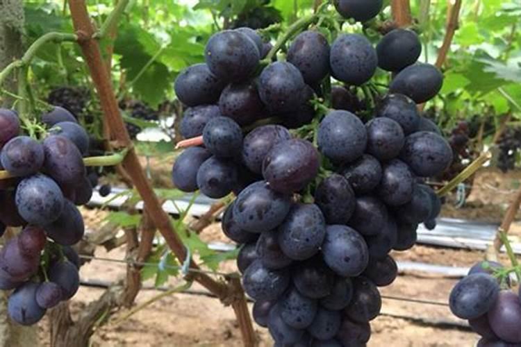 怎样使用硫酸亚铁肥料:腐植酸整合,或使用柠檬酸和硫酸亚铁溶液百度...