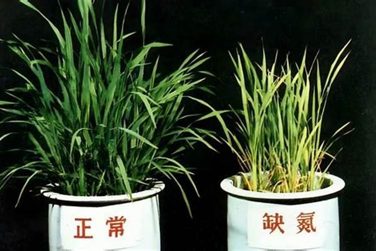 怎么让家里的植物叶子变绿