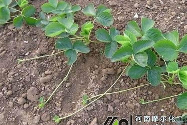 白糖可以用做叶面肥吗