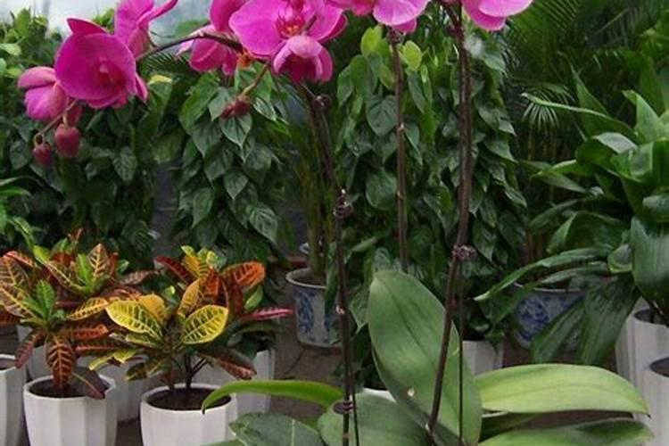 盆栽玫瑰花施肥施什么肥料