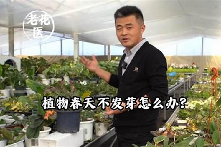 什么肥促进发根发芽