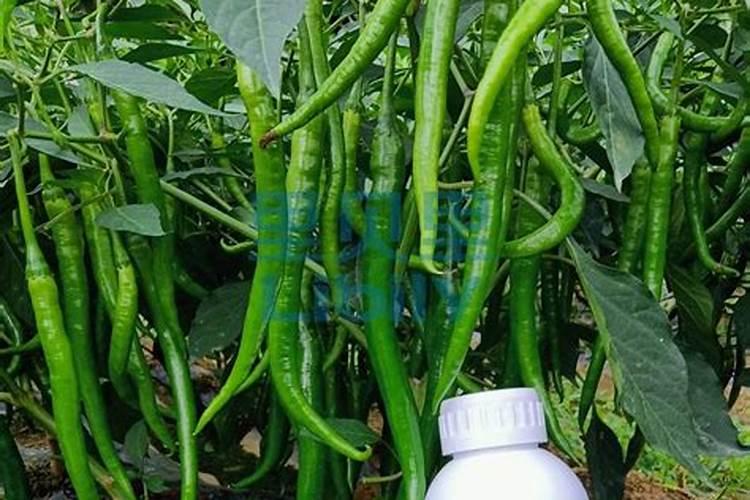 芸苔素内酯百菌清氰霜唑烯酰吗啉甲维茚蝛能否混用？