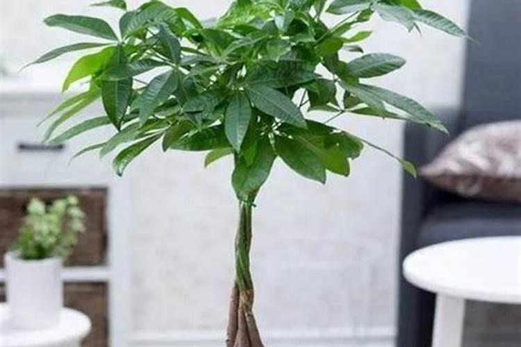 芹菜用什么肥料长得快 简述芹菜用什么肥料长得快