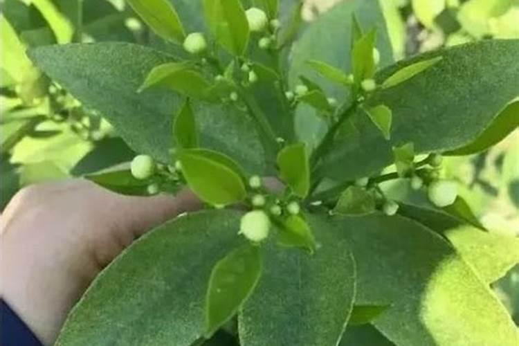 什么是氮肥 氮肥的种类及作用