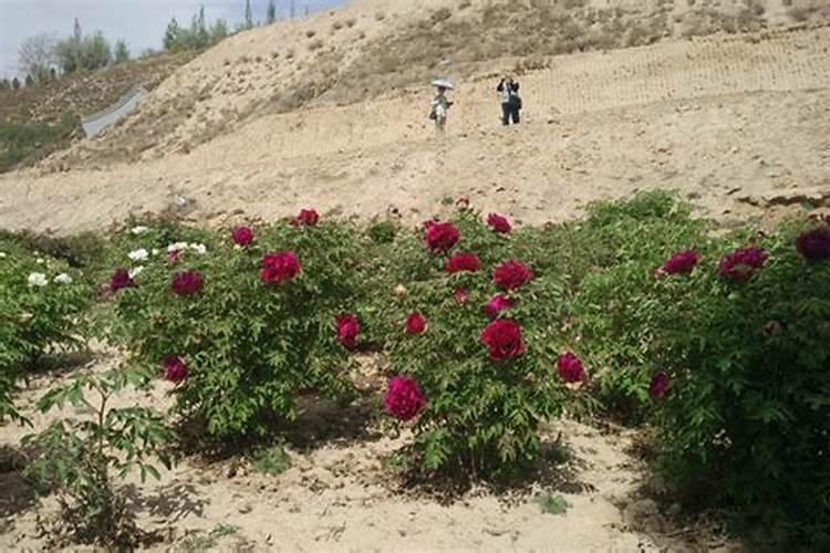 牡丹种植小窍门 如何种植牡丹花