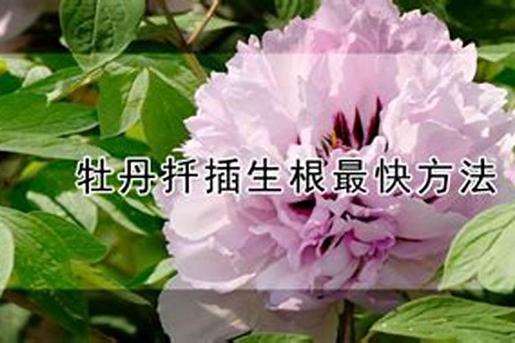 牡丹花根的种植方法(牡丹根苗怎么种植方法)