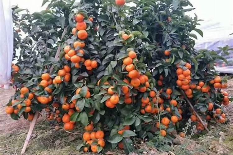 磷肥对柑橘的作用