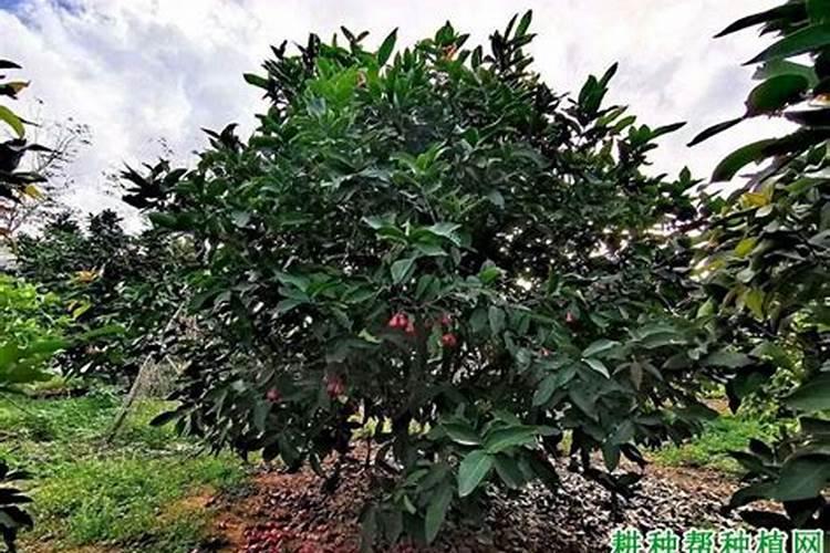 莲雾怎么种植,莲雾的种植方法
