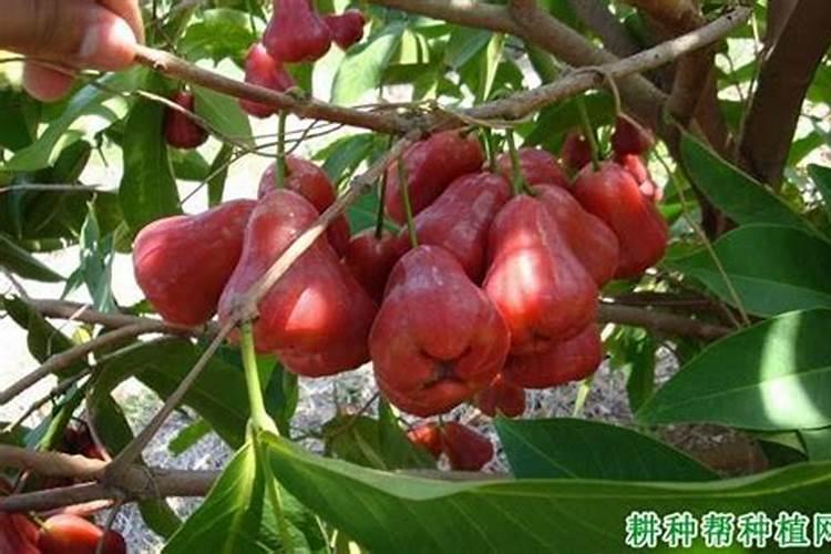 莲雾不开花什么原因