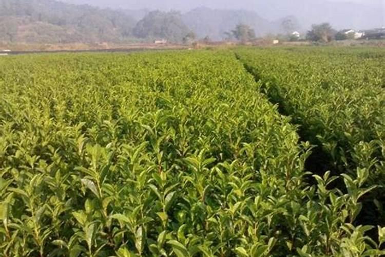 茶树修剪方法 茶树修剪方法介绍
