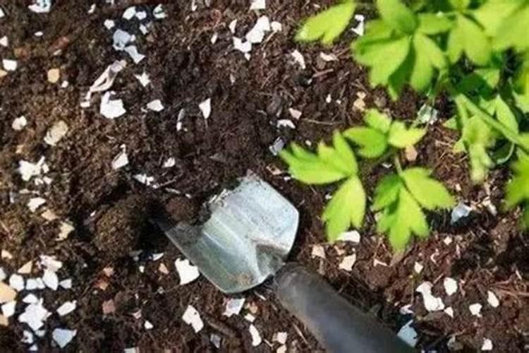 蝴蝶兰自制肥料怎么做？