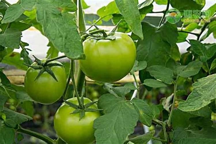 樱桃小番茄施肥要合理,樱桃小番茄怎么施肥？