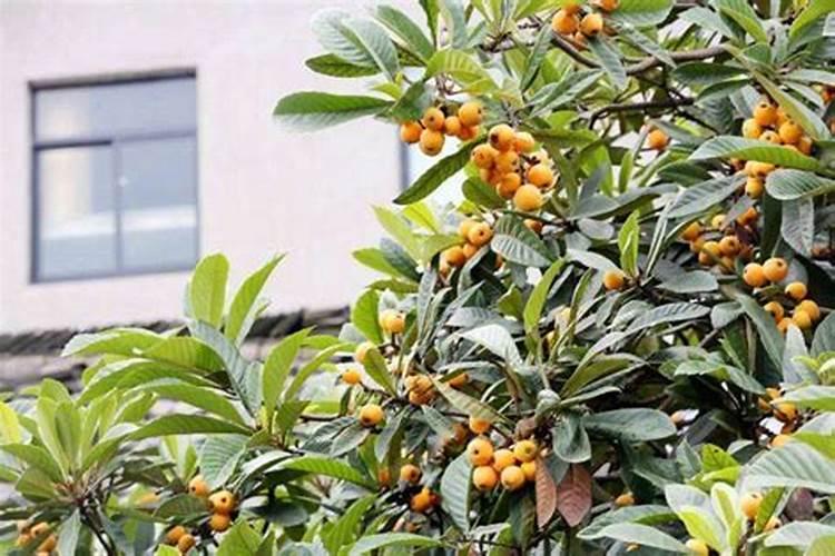 怎样能让枇杷的果又大又甜？枇杷增甜施肥哪种叶面肥效果好
