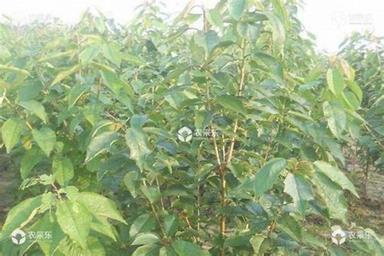 桃子成熟前怎么提高硬度 补充钙肥有用吗