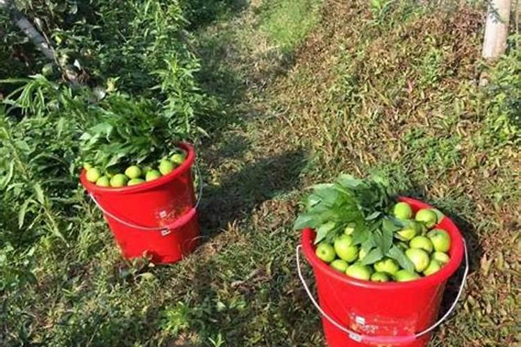 果树移栽后什么时候开始施肥？如何管理移栽后的第一年？拿葡萄举例？