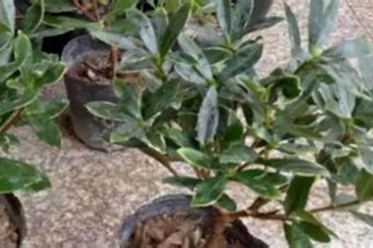 种植毛豆需要施什么肥