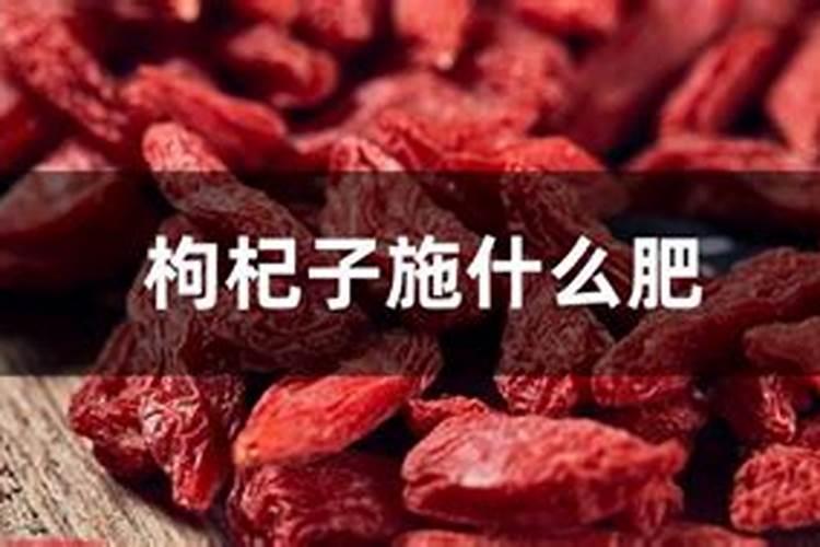 枸杞子施什么肥