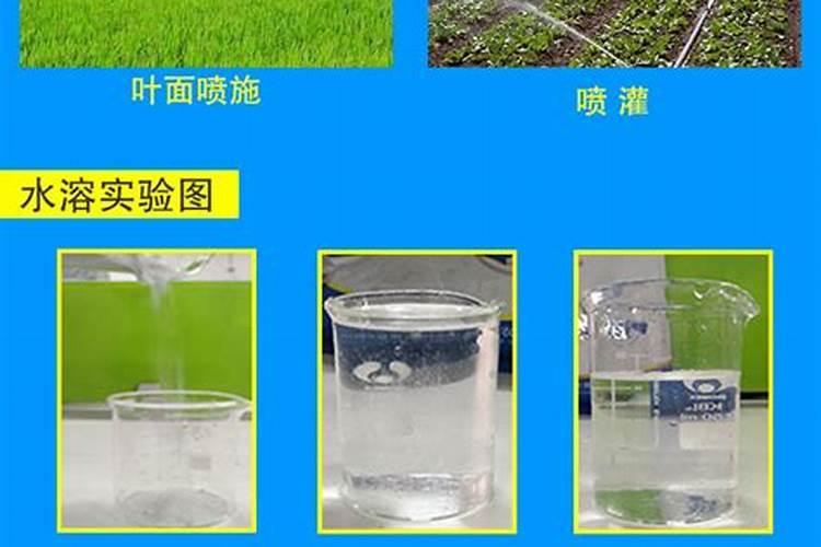 薄荷可不可以种在花盆里？如果把薄荷的叶子摘下来会不会蔫了？