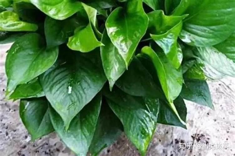 西瓜膨大期应该用什么肥料