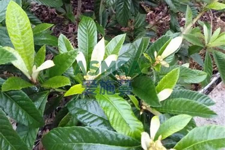 瓜果蔬菜叶面肥的正确使用方法(什么时候打叶面肥好)