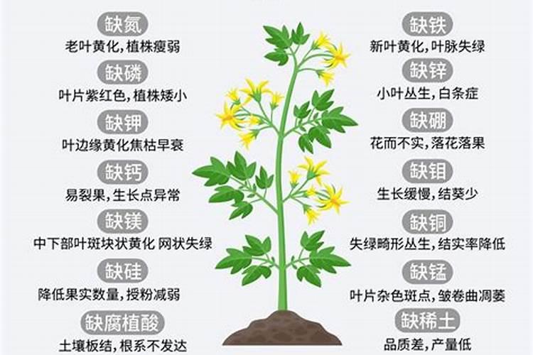 柚子树施肥方法和注意事项
