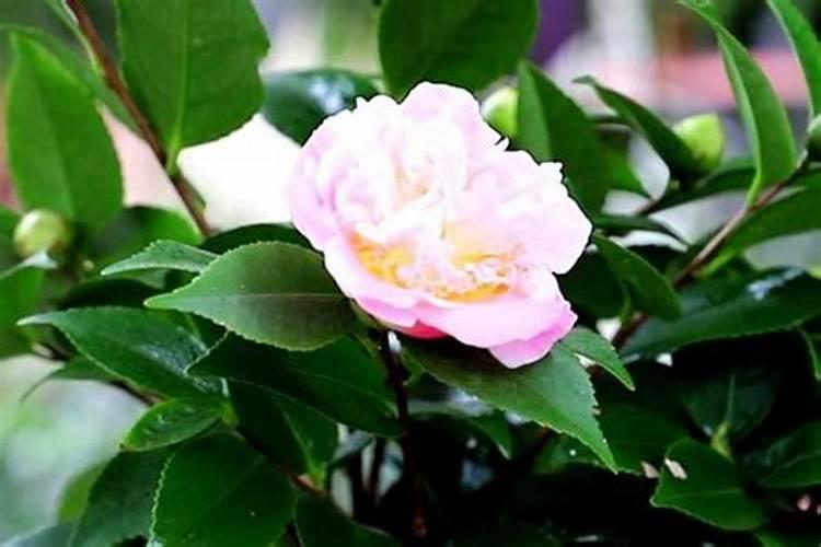 茶花怎么养护它的长势好