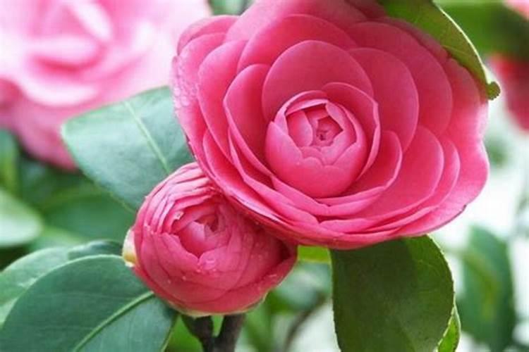 茶花有花苞为什么不开,茶花如何促花