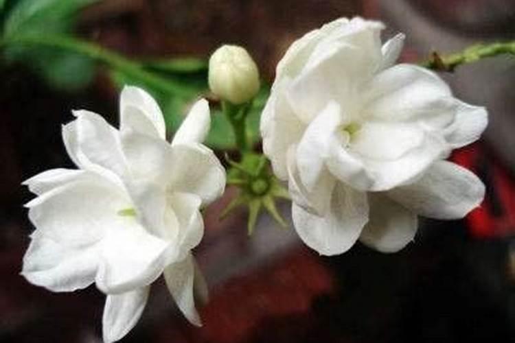 茉莉花春天怎么养,晚春换盆增加养分