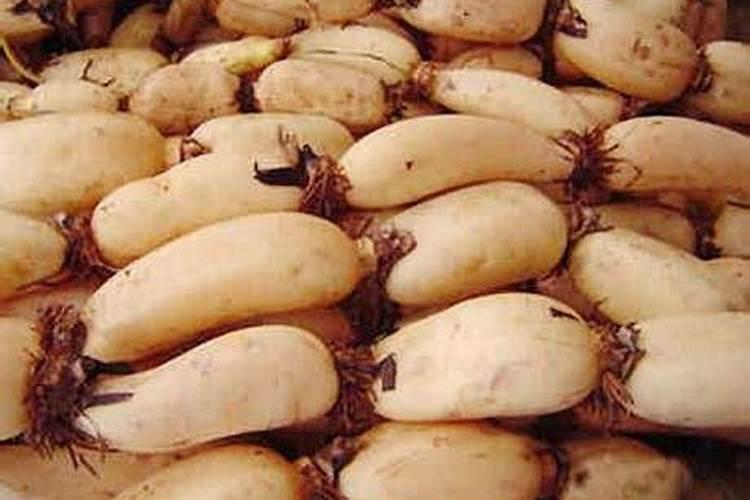 莲藕绿基肥料能用吗？