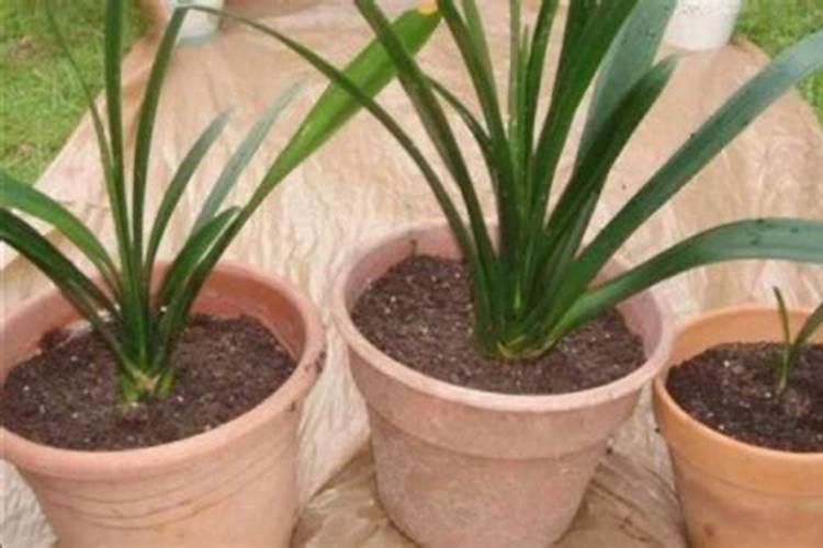 君子兰可以用花生壳做肥料不种兰花用的花生壳如何发酵