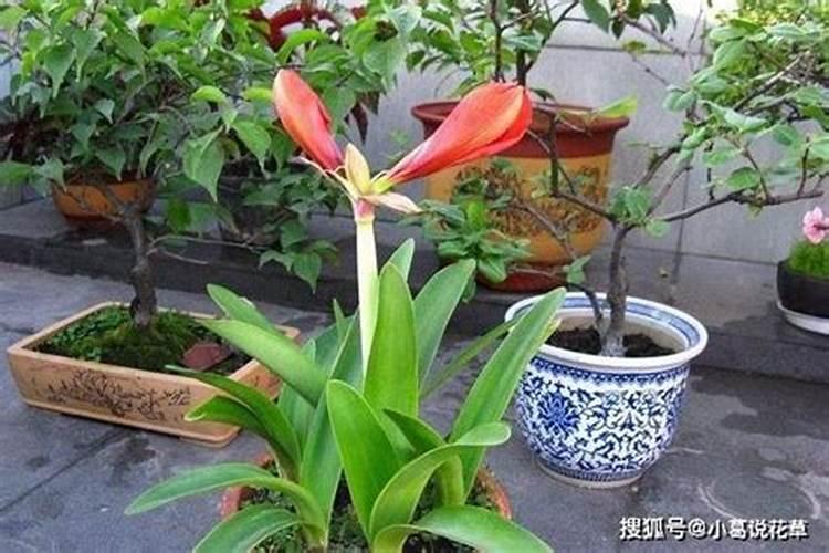 君子兰能用花生壳做肥料并安全发酵吗