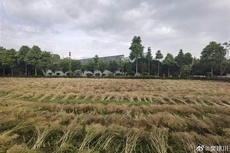 橘子树用什么肥好 施肥方法有哪些