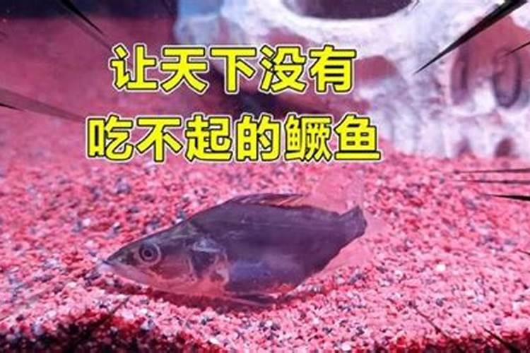 夏季高温季节水产养殖管理技术,要从哪五方面着手呢？