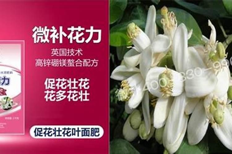 阆苑蜜柚保花保果与疏花疏果