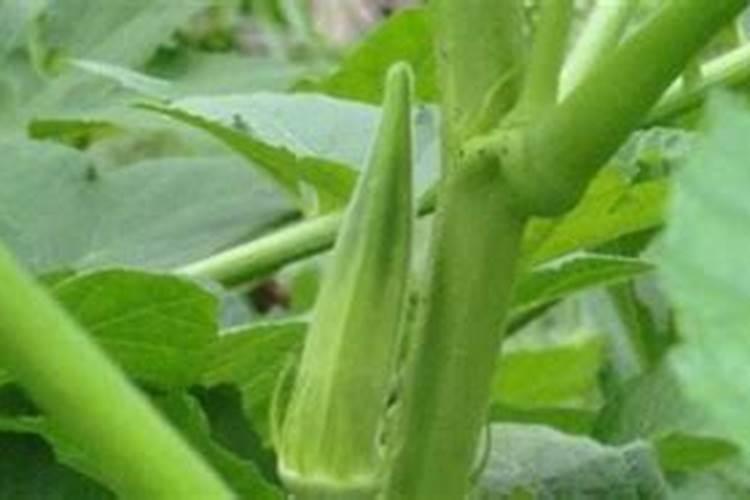 油茶盛产期每亩能产鲜果多少斤