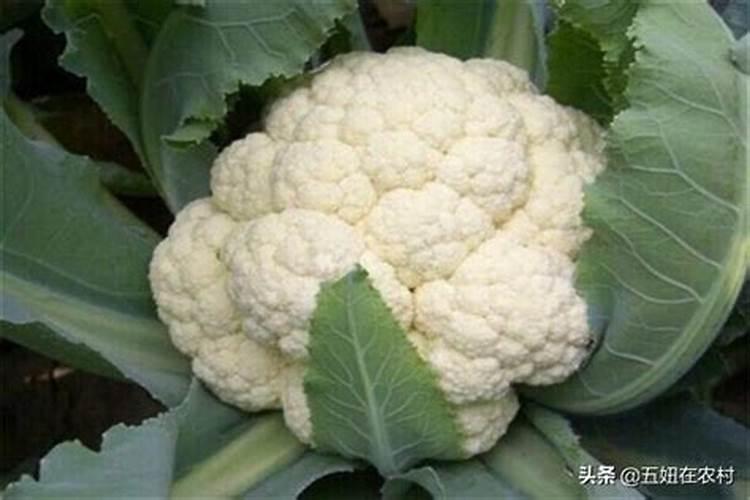 花菜该怎样防霜冻