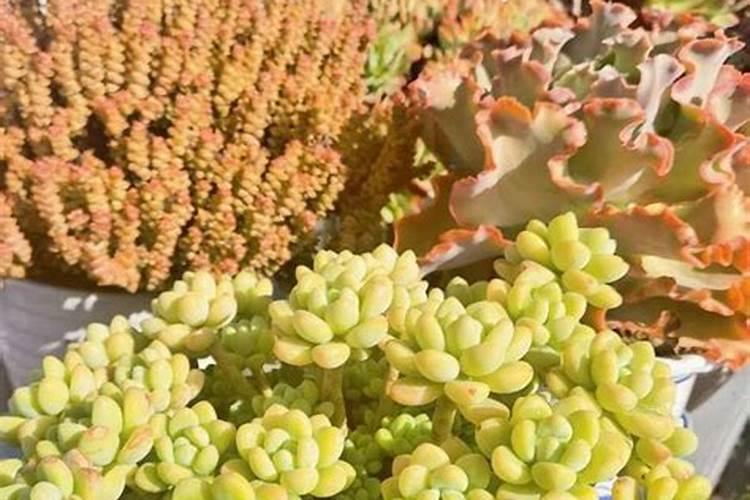 多肉叶片怎么出芽最快图解