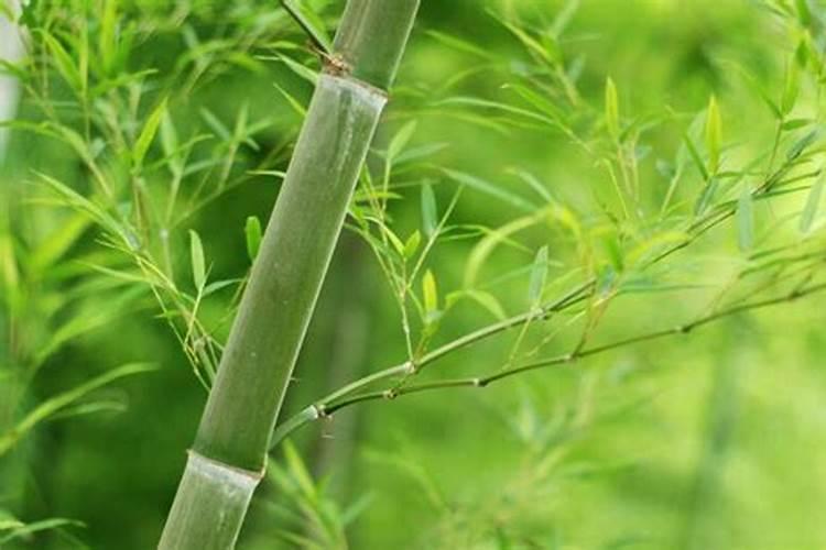 毛竹应该什么时候施肥