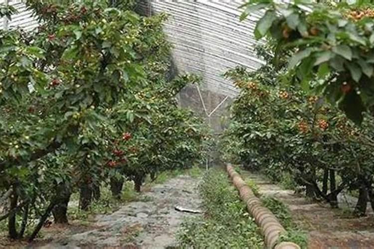 西红柿开花期如何浇水施肥