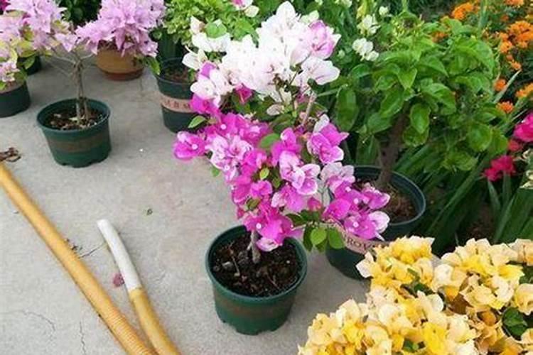 一盆花放几粒复合肥