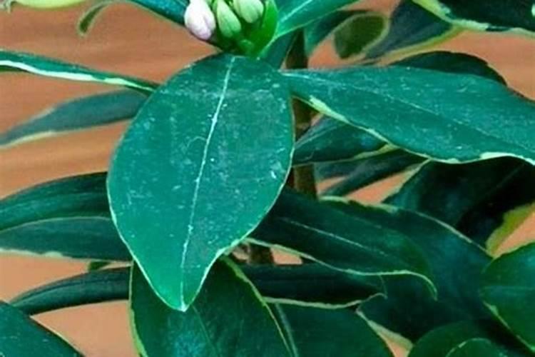 瑞香花如何施肥